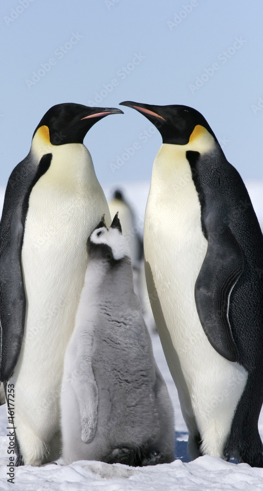 Fototapeta premium Emperor penguins (Aptenodytes forsteri)