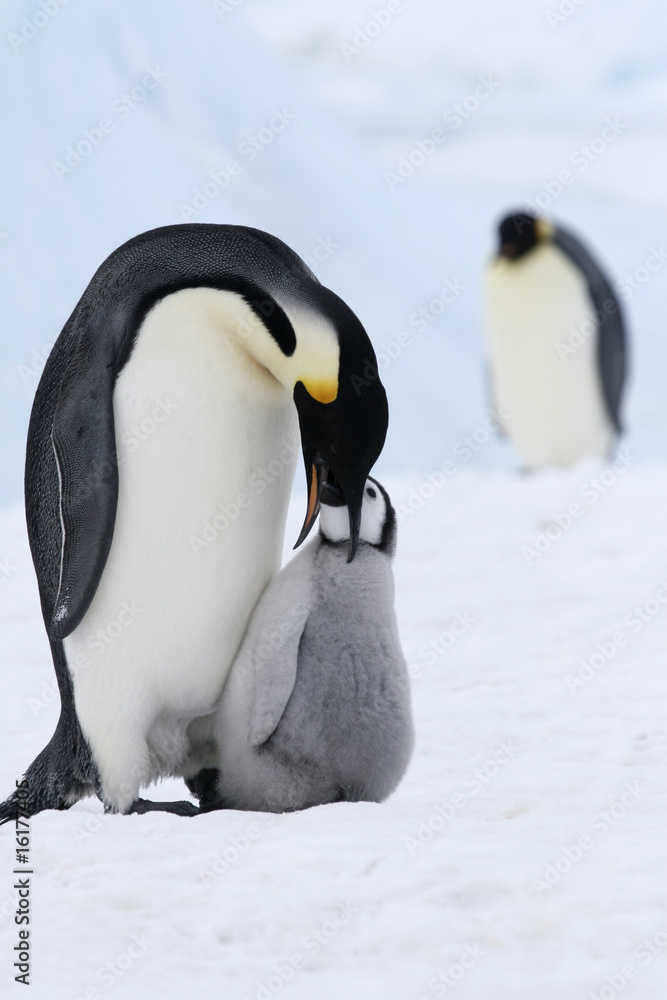 Obraz premium Emperor penguins (Aptenodytes forsteri)