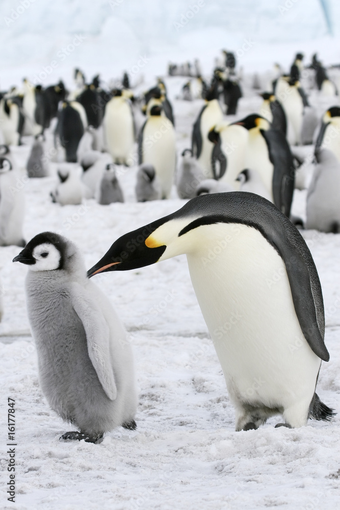 Fototapeta premium Emperor penguins (Aptenodytes forsteri)