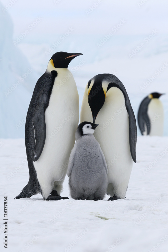Fototapeta premium Emperor penguins (Aptenodytes forsteri)