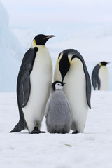Fototapete Pinguin Kaiserpinguine im antarktischen Lebensraum  © Gentoo Multimedia