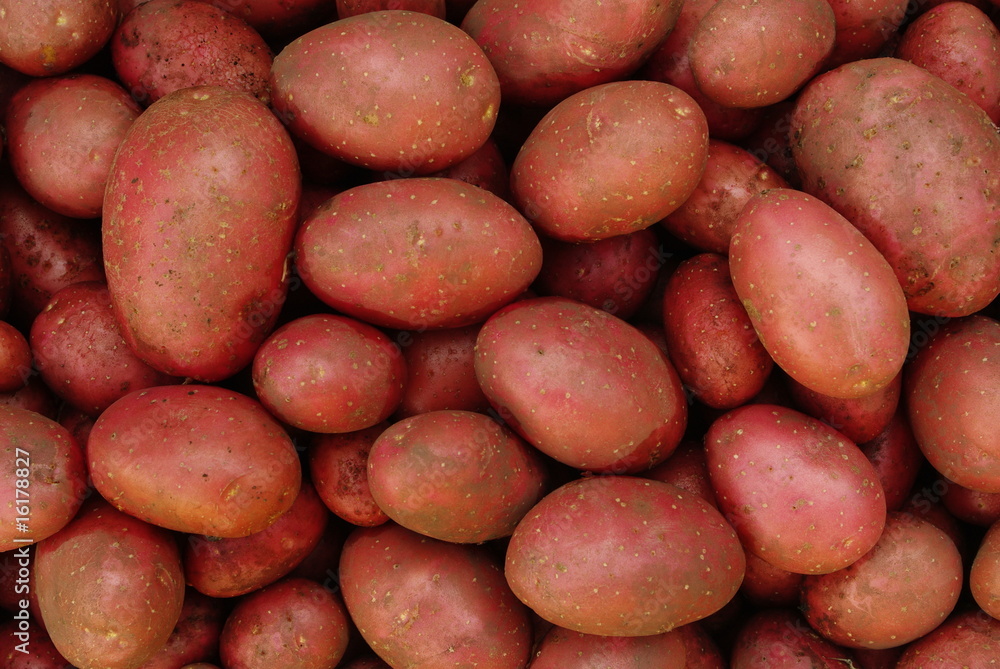 Garten Garten