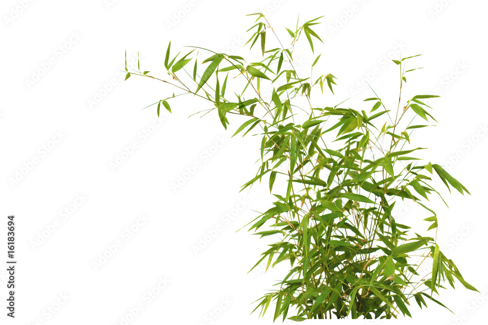 Obraz premium Bamboo