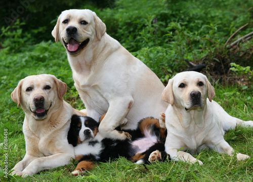 Labradors and pup.
