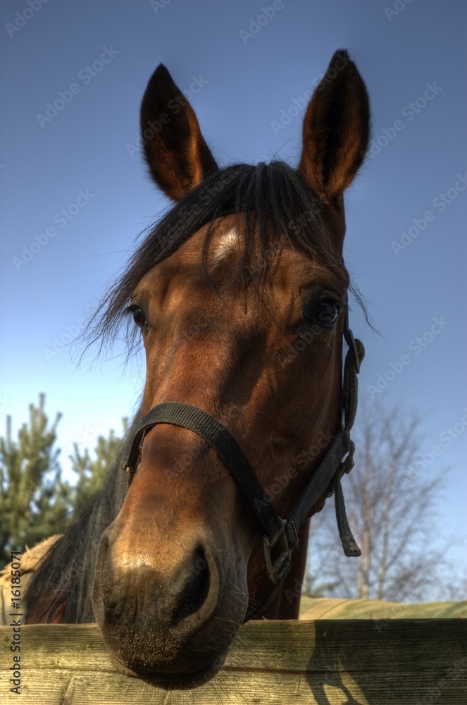 Obraz premium Na mein Freund