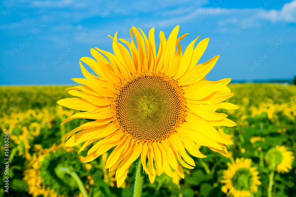 sunflower on a background the field sunflower on a background the field