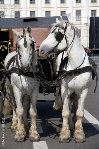 Two Harness Horses