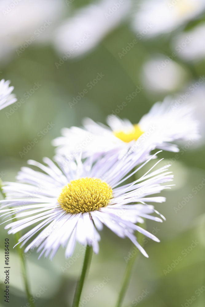 Obraz premium White Aster Daisy.