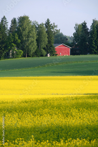 Obraz na płótnie Rapeseed field in summer Finland w salonie