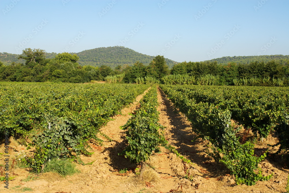 Paysage du vignoble de Provence