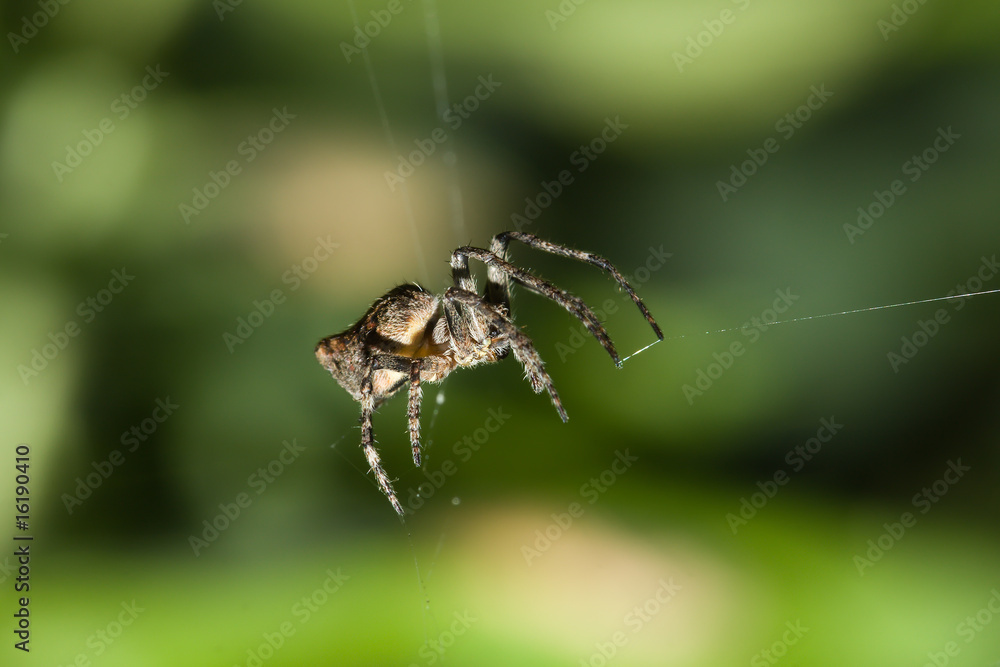 Marbled Orb-Weaver Spider (Araneus marmoreus) Marbled Orb-Weaver Spider (Araneus marmoreus)