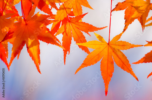Autumn Maple Leaf