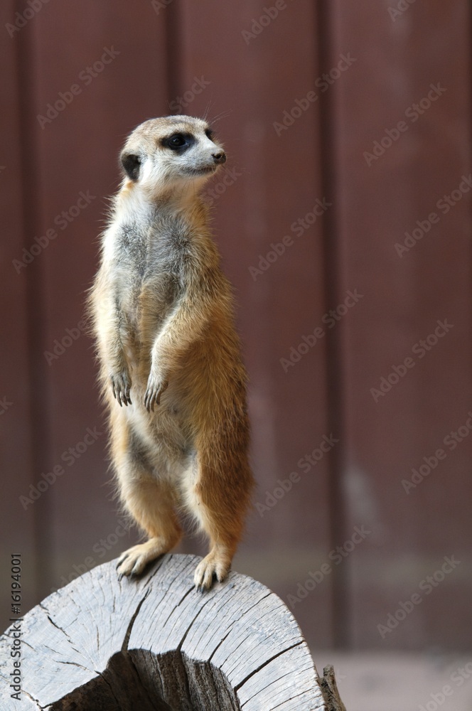 Fototapeta premium Erdmännchen