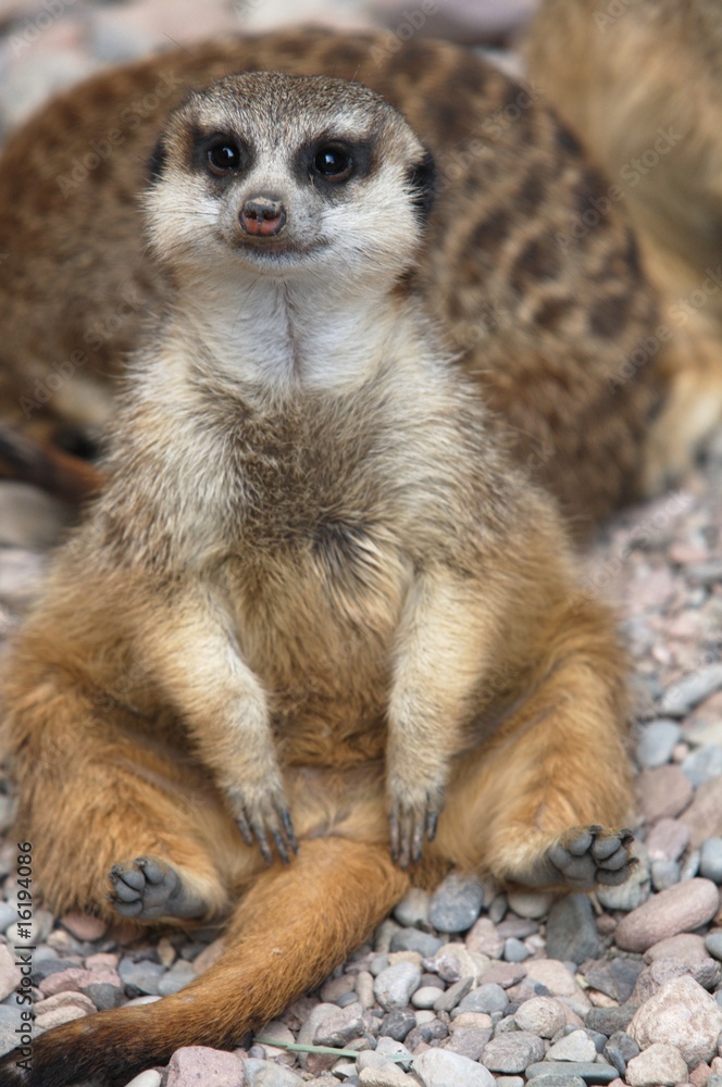 Fototapeta premium Erdmännchen