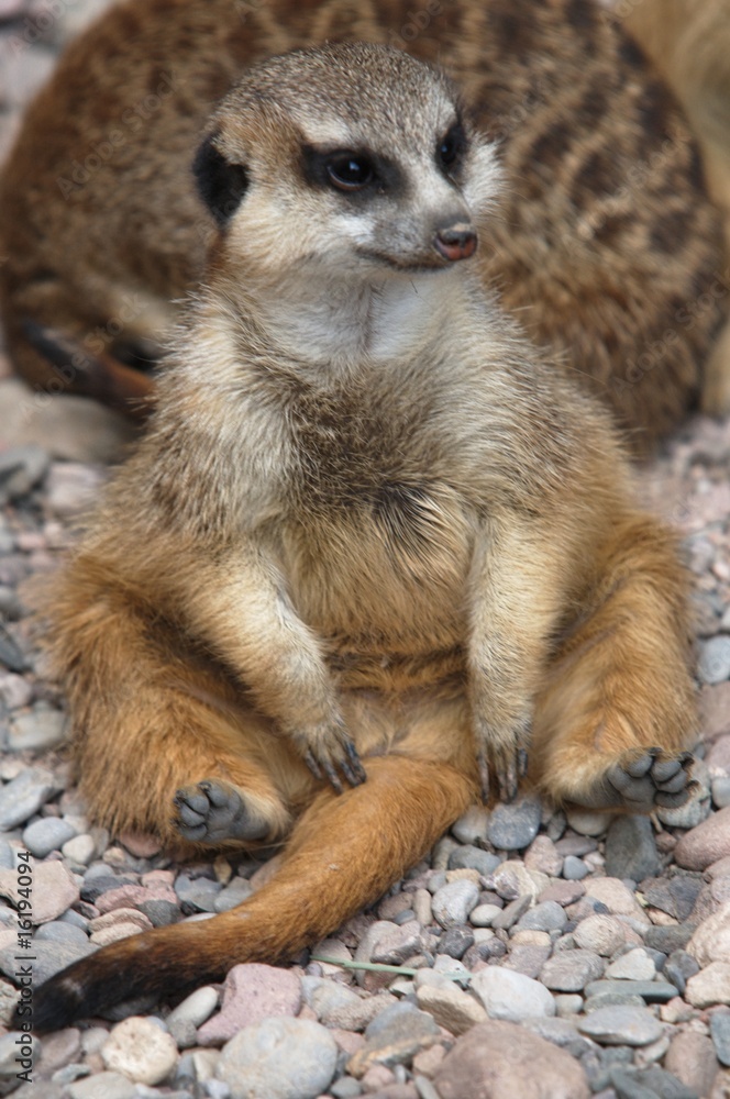 Fototapeta premium Erdmännchen