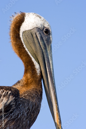 Pelican Close photo
