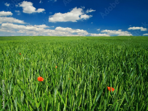 Poppy in the green field