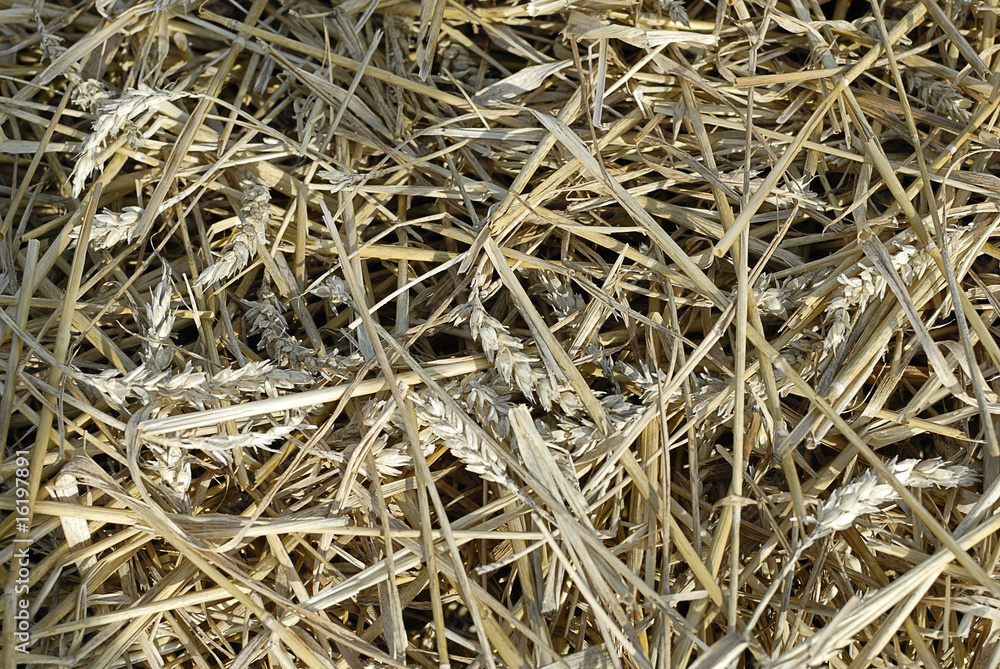 abgeerntet abgeerntet