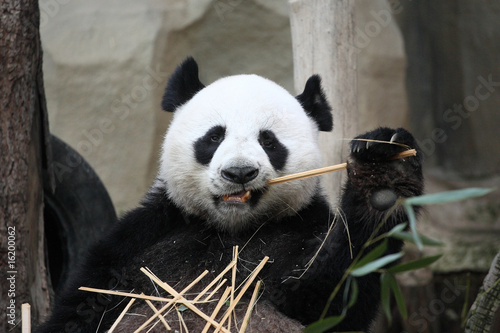 Hey !!This is thai panda