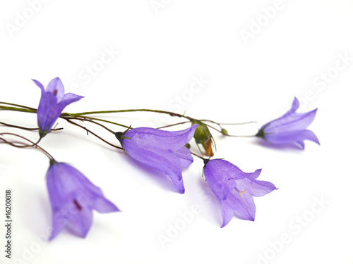 bellflowers
