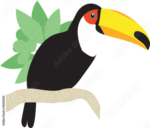 Toco Toucan