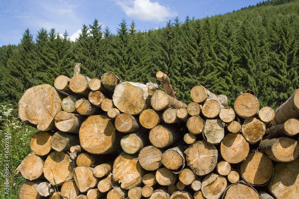Holzstapel im Wald Holzstapel im Wald