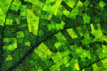 Papier peint photo Photographie macro Macro de feuille verte nervurée  © Leigh Prather