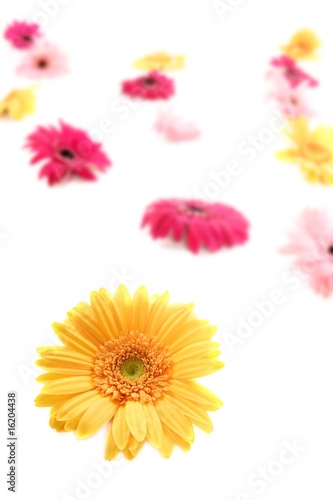 Fototapeta Naklejka Na Ścianę i Meble -  Gerbera yellow flower colorful blur flowers background