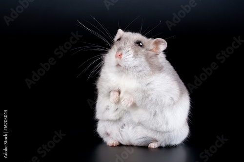 Female Jungar hamster