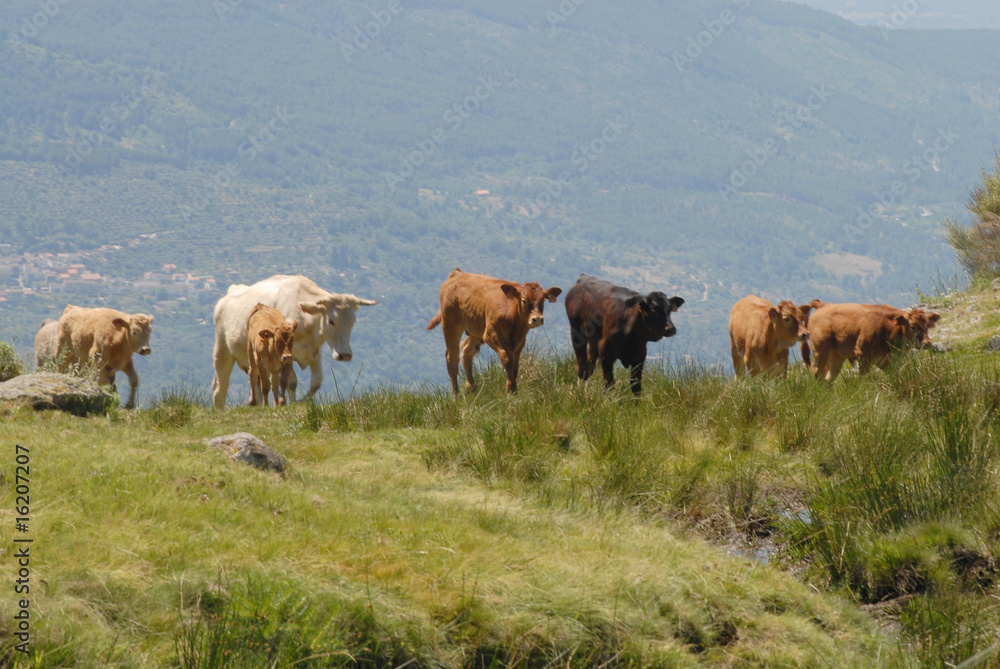 Trashumancia en Gredos