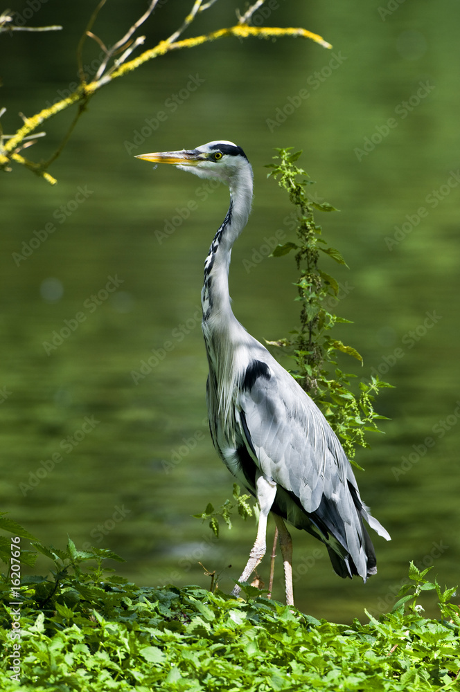 Naklejka premium Graureiher