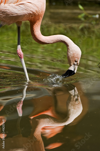 Flamingo photo