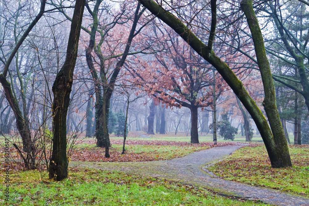 autumn fog