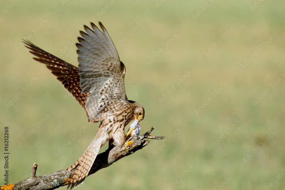 Fototapeta premium ceernicalo primilla cazando