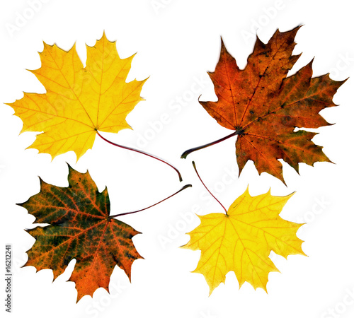 colored maple leaves