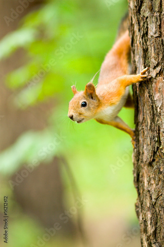 squirrel