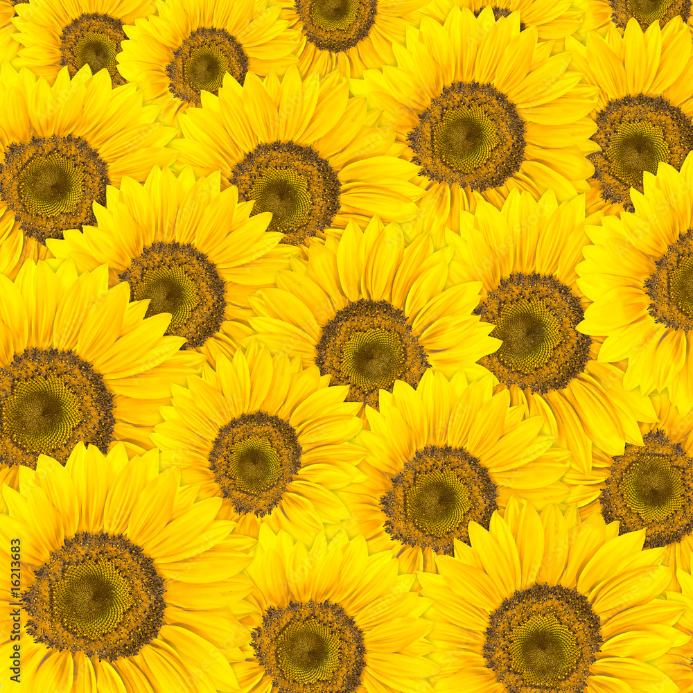 Obraz premium sunflowers