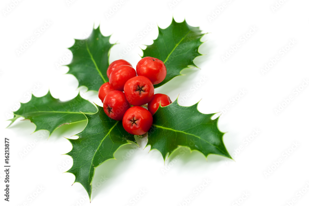 Holly Leaves And Berries Isolated On White Stock Photo Adobe Stock 1000 F 16213877 59WdDCboqvzUwGpsGWLXIKiWrmB88WI3