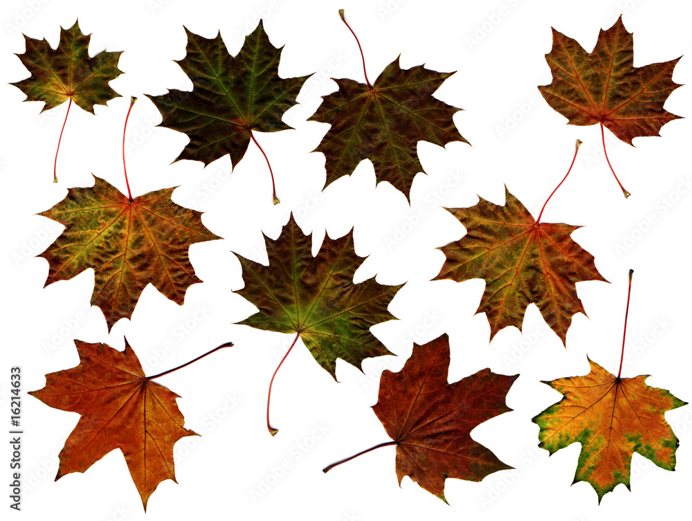 Fototapeta premium maple leaves