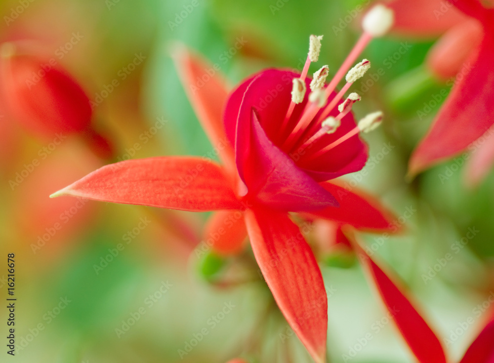 fuchsia close up fuchsia close up