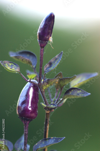 pepper