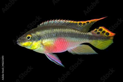 Kribensis or purple cichlid (Pelvicachromis pulcher)