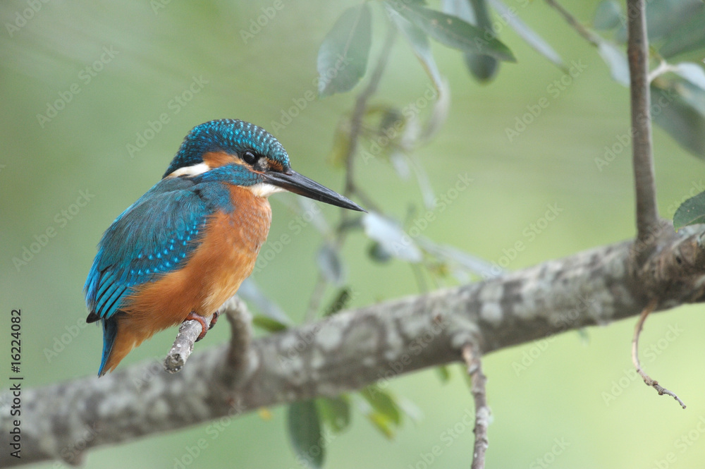Martin-pêcheur d'EuropeAlcedo atthis - Common Kingfisher Martin-pêcheur d'EuropeAlcedo atthis - Common Kingfisher