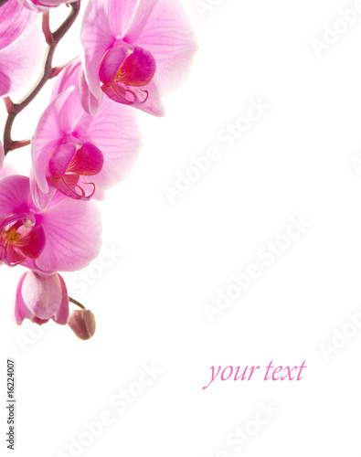 Fototapeta Naklejka Na Ścianę i Meble -  orchid isolated on white background