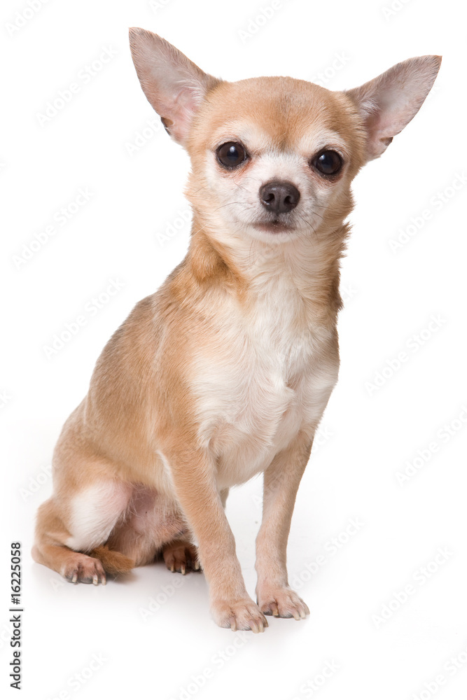 Chihuahua dog on white background
