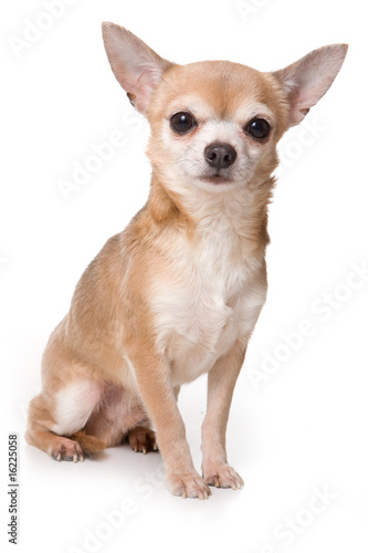 Chihuahua dog on white background photo