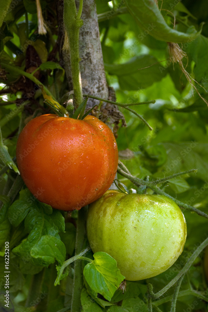 tomates marmande sur pied