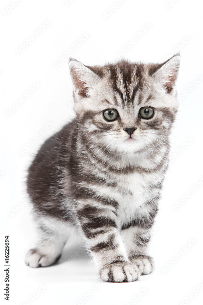 British kitten on white backgrounf