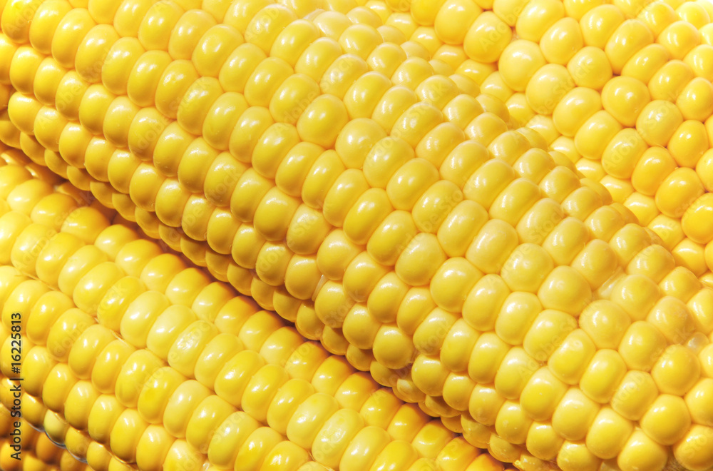 close-up of maize close-up of maize