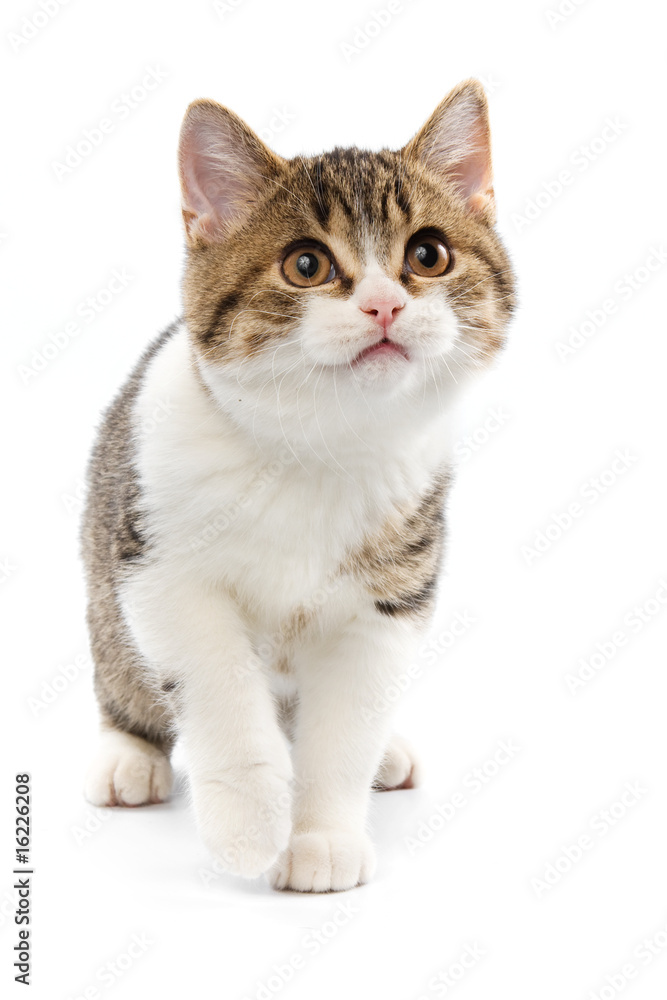 Obraz premium British cat on white background